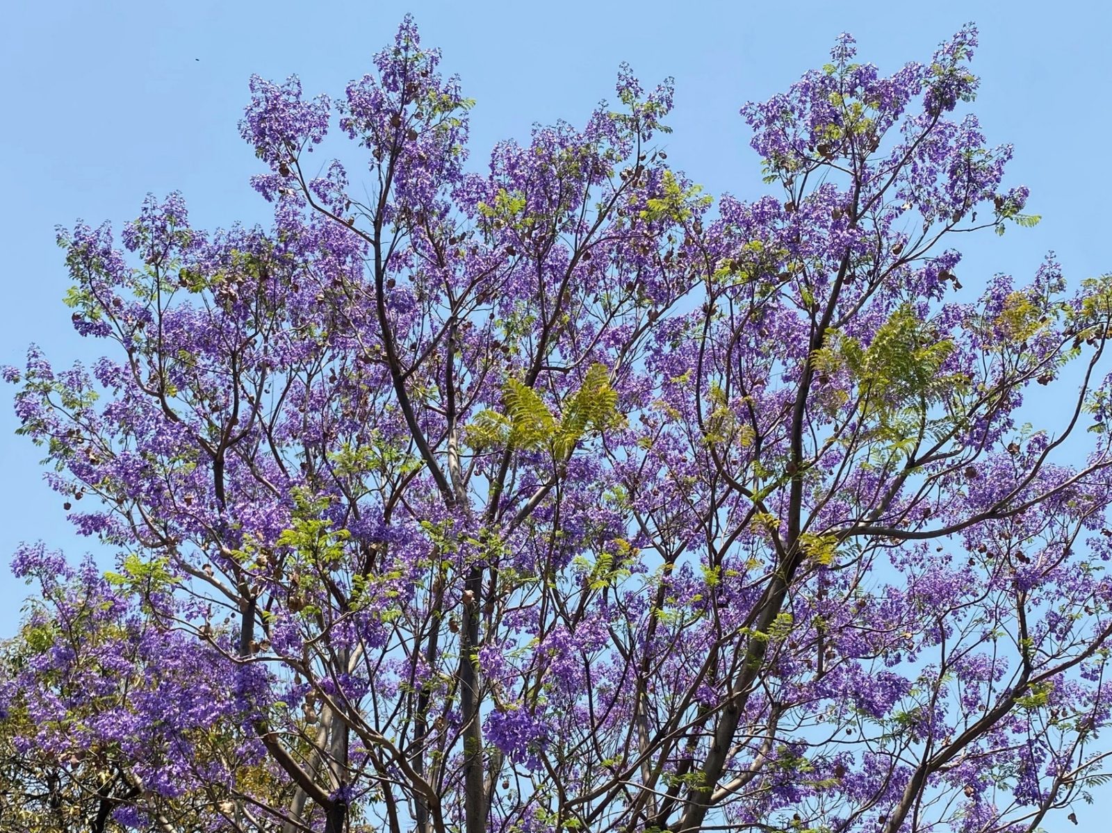 Jacaranda blossom against a bright spring sky