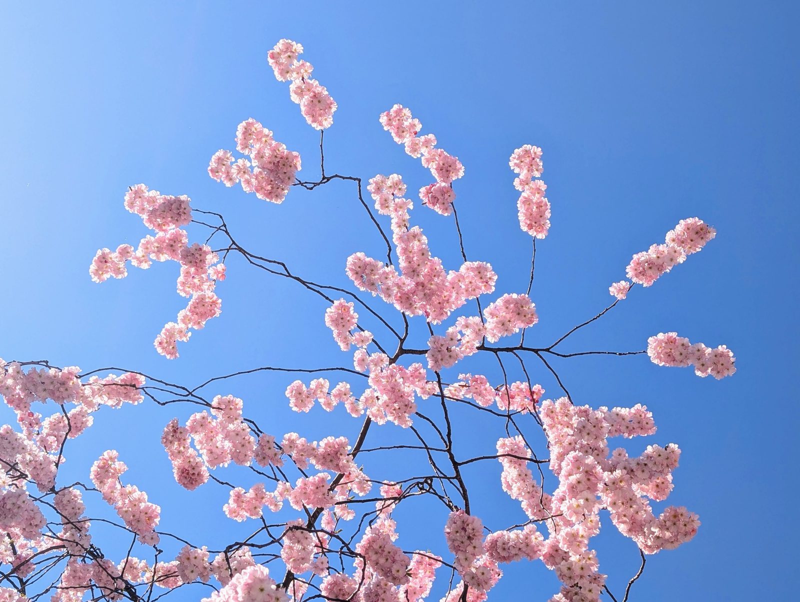 Cherry blossom against a bright spring sky