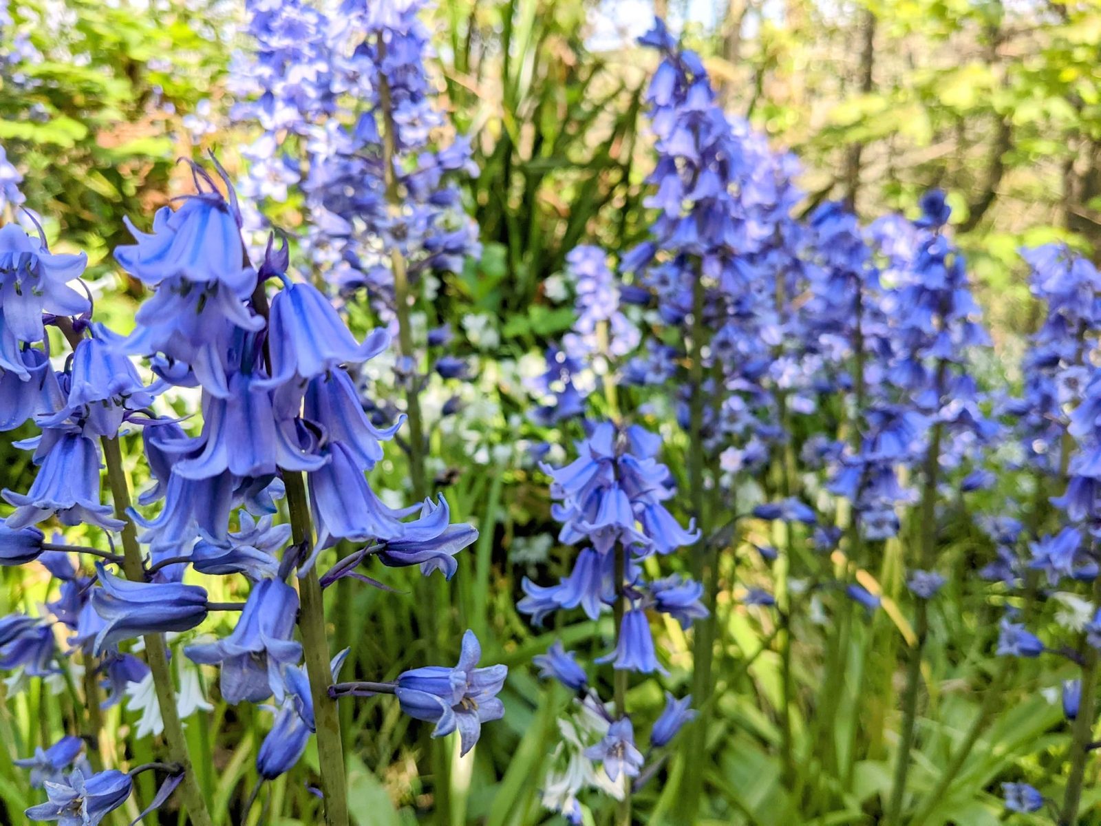 Bluebells flowering in a woodland