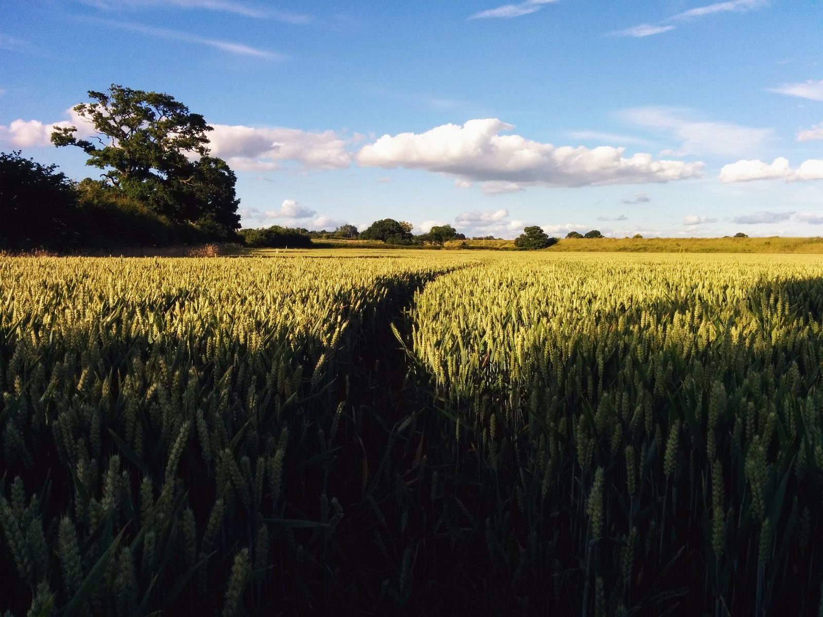 A ripening wheat field under a blue summer sky with a lone oak