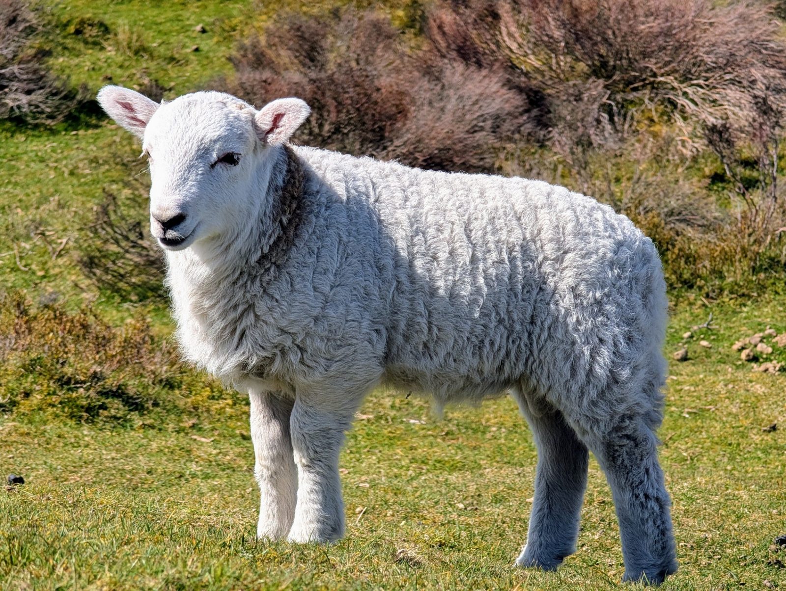 A white lamb standing in spring grass beside heather